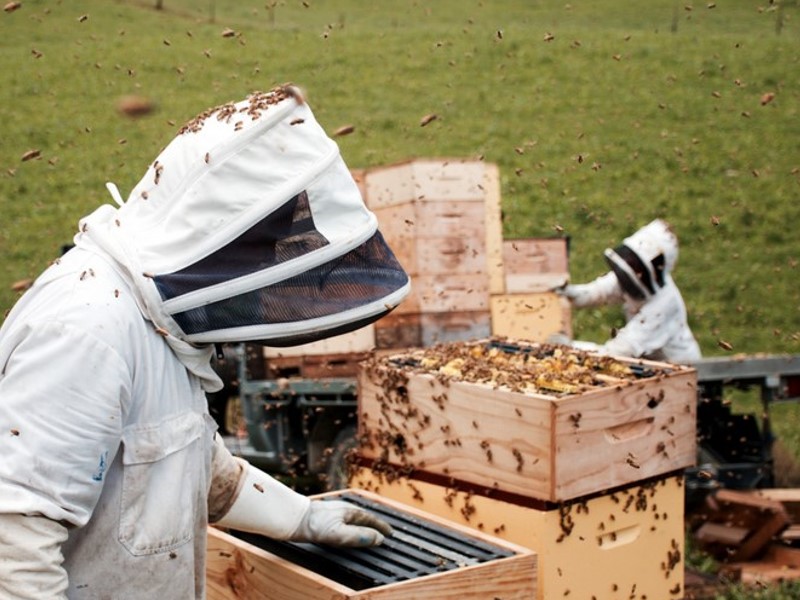 Desinfektion von Bienenstöcken