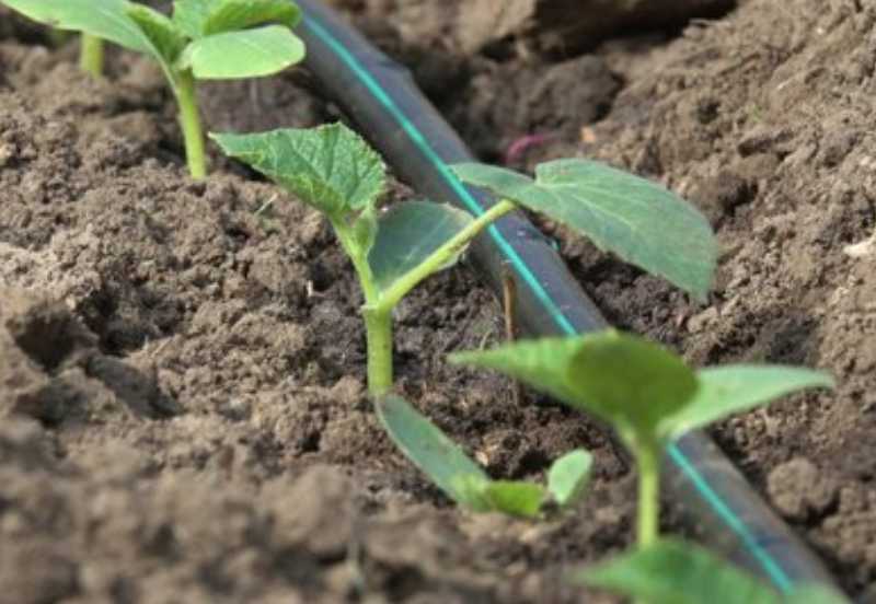 Tropfbewässerung spart bis zu 70 % Wasser